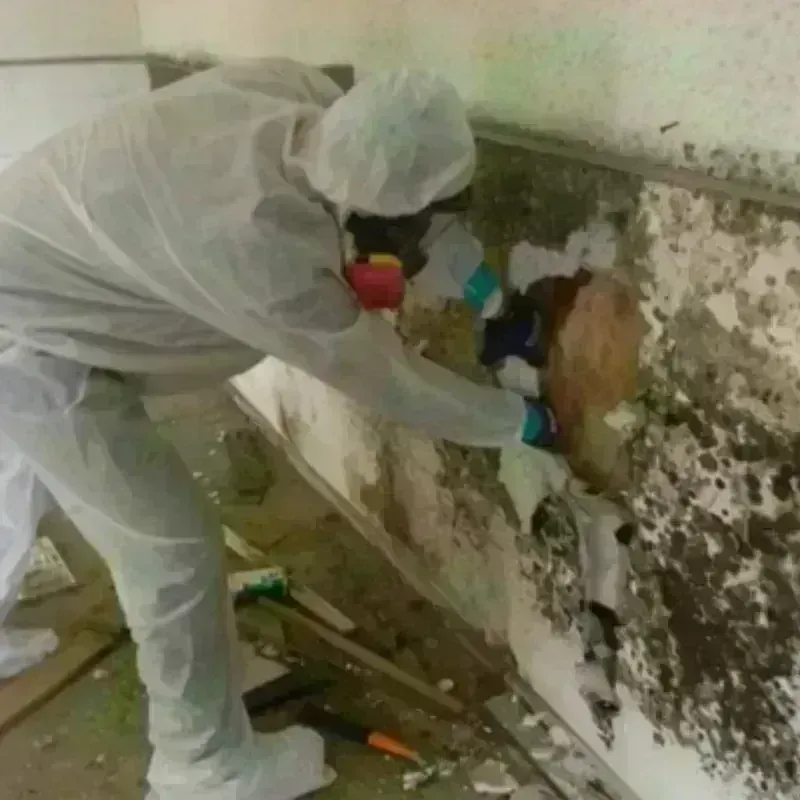 Mold Remediation and Removal in Homosassa, FL